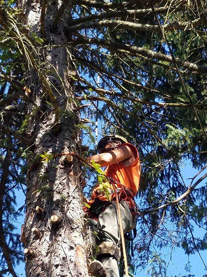 Tree Pruning and Trimming Pittsburgh