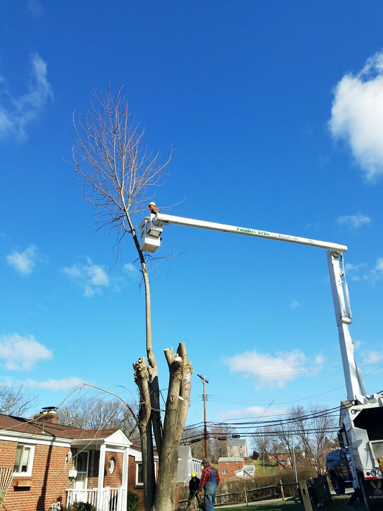 Tree Bracing and Cabling Pittsburgh